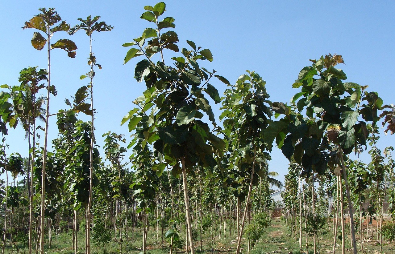 Teak plantation timber used for commercial outdoor furniture manufacturing